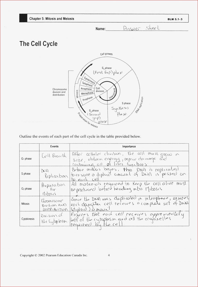 Cell reproduction mitosis and meiosis worksheet answers