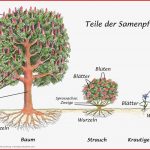 Charts Samenpflanzen Und Farnpflanzen – Montessori Download