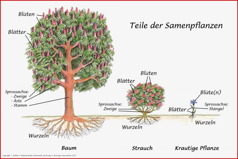 Charts Samenpflanzen und Farnpflanzen – Montessori Download