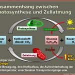 Chloroplasten Mitochondrien Zytoskelett Und Zellwand