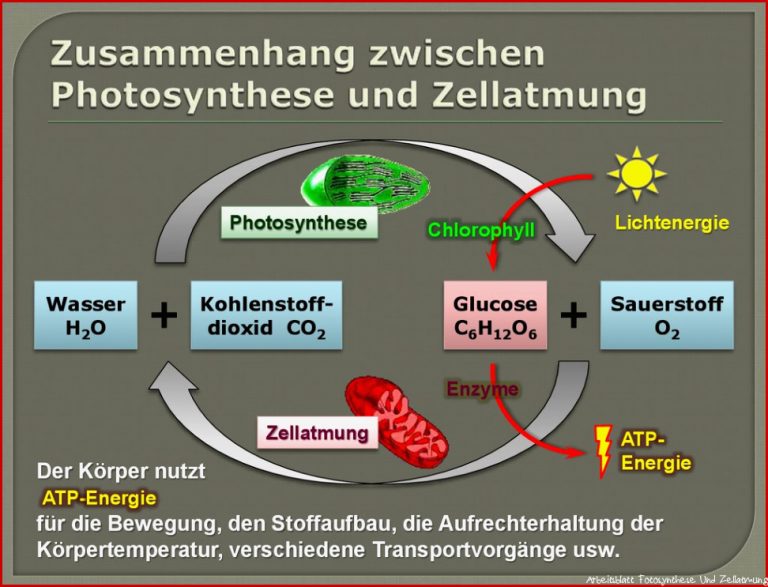 Chloroplasten Mitochondrien Zytoskelett und Zellwand