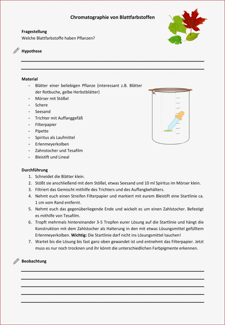Chromatographie Von Blattfarbstoffen – Unterrichtsmaterial