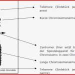 Chromosomen Und Chromatin — theoretisches Material