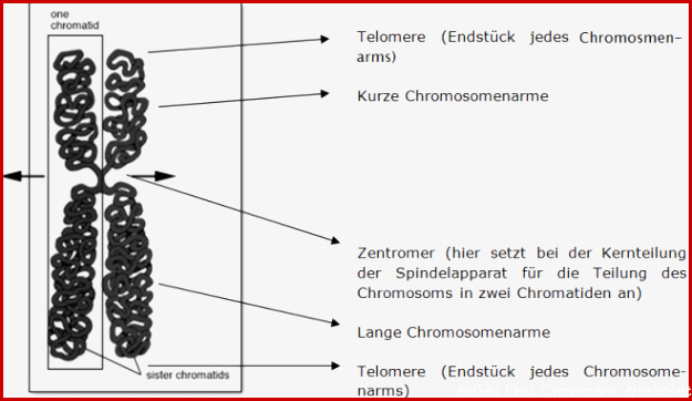Chromosomen und Chromatin — Theoretisches Material