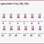 Chromosomen Und Karyogramme
