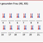 Chromosomen Und Karyogramme