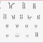 Chromosomenanalysen – Allgemeine Informationen – Dna