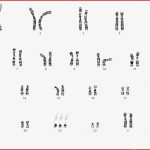 Chromosomenanalysen – Allgemeine Informationen – Dna