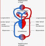 Circulatory System Pulmonary Circulation Heart Pulmonary