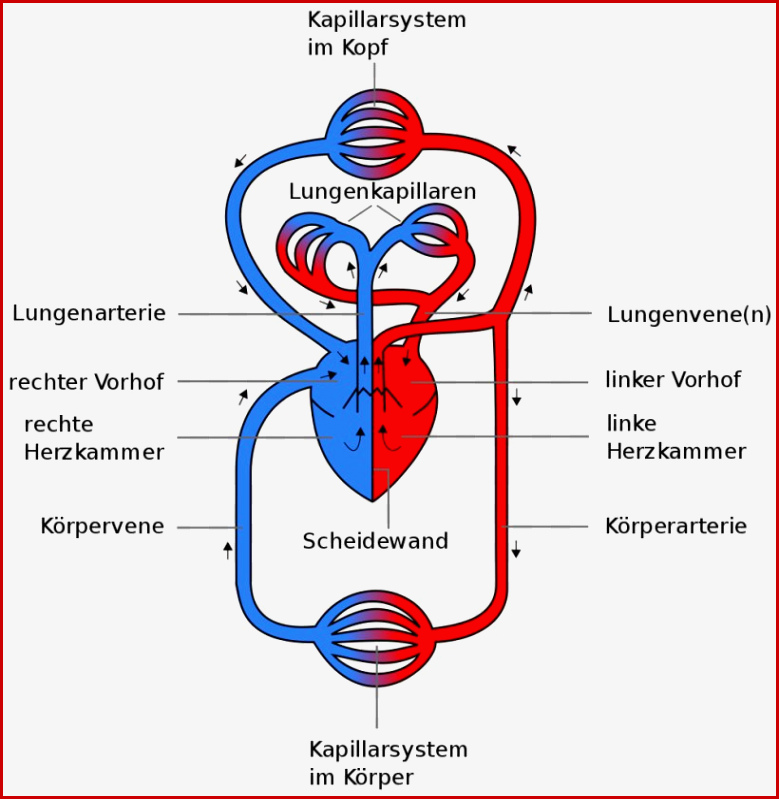 Circulatory System Pulmonary Circulation Heart Pulmonary