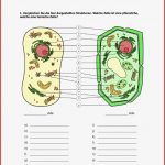 Cytologie Tier Und Pflanzenzelle – Unterrichtsmaterial