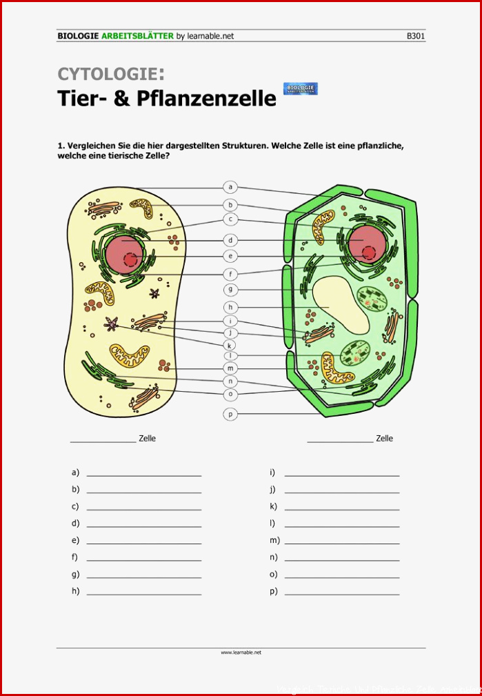 Cytologie Tier und Pflanzenzelle – Unterrichtsmaterial