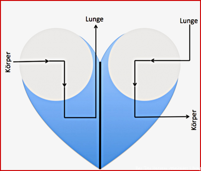 Darstellungen Modelle des Herzens