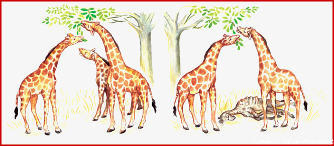 Darwin Giraffen Best Image Giraffe In The Word