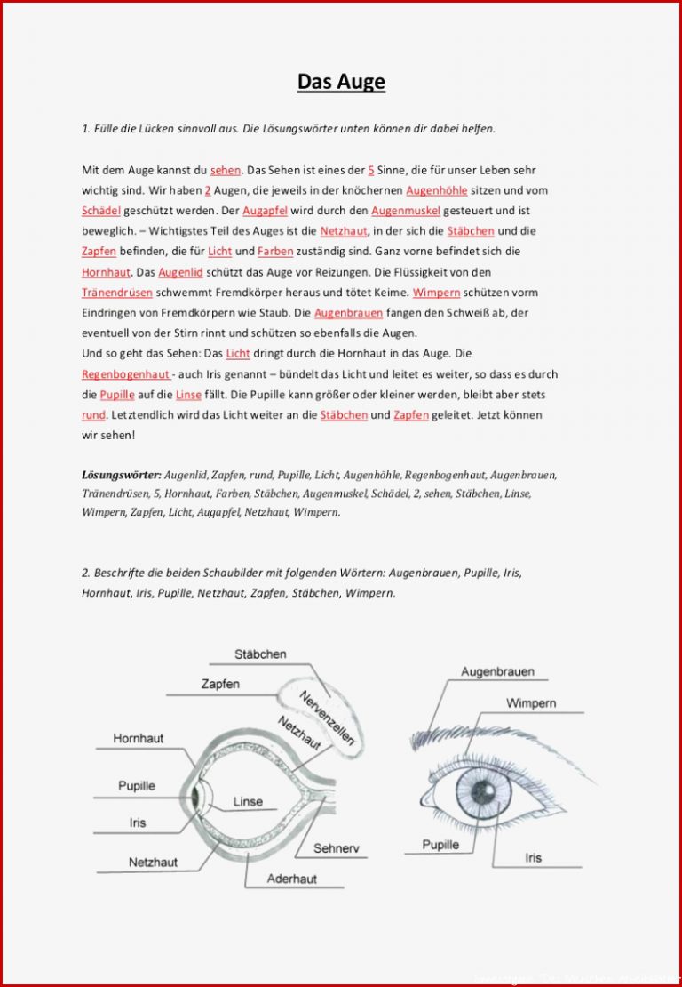 Das Auge Arbeitsblatt