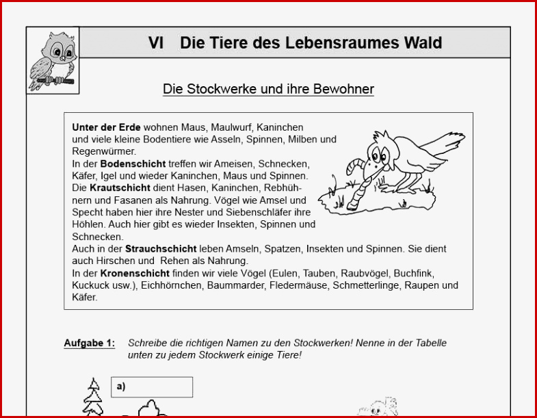 Das Auge Arbeitsblatt Klasse 7 Carl Winslow Grundschule