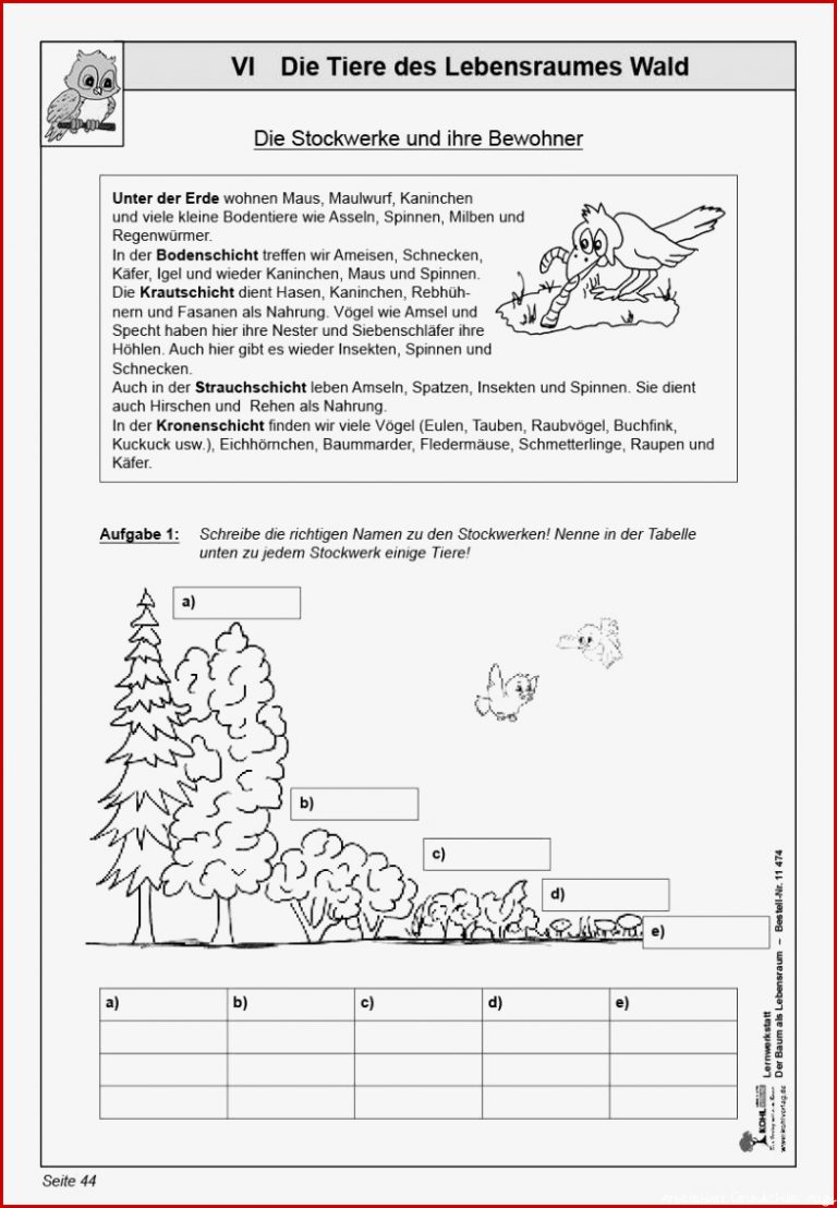 Das Auge Arbeitsblatt Klasse 7 David Llewellyn Grundschule