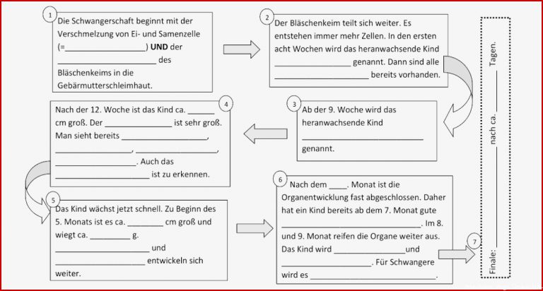 Das Auge Arbeitsblatt Klasse 9 Stephen Scheidt Schule