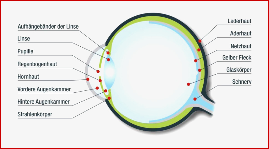 Das Auge – Aufbau & Funktion