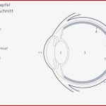 Das Auge Küpper Optik Gmbh