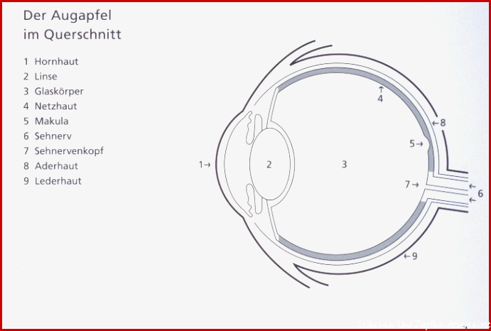 DAS AUGE Küpper Optik GmbH