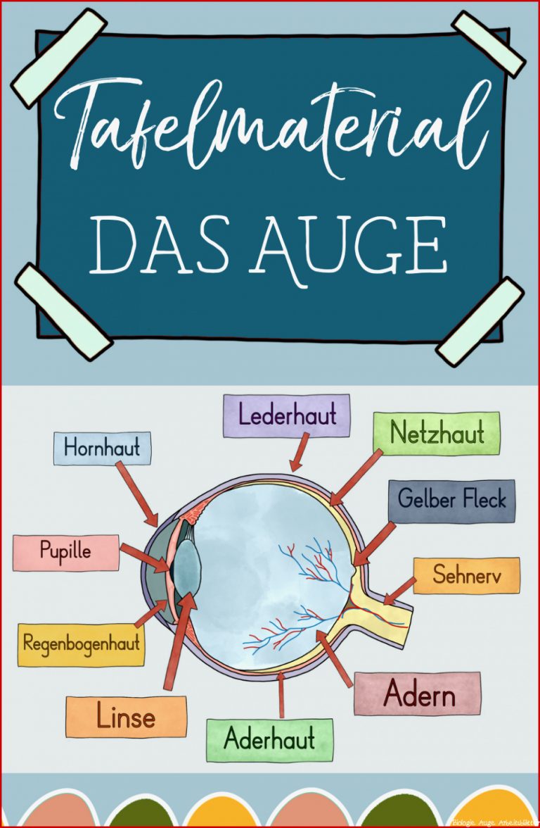 Das Auge Tafelmaterial Auge von außen & innen