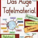 Das Auge Tafelmaterial Auge Von Außen & Innen