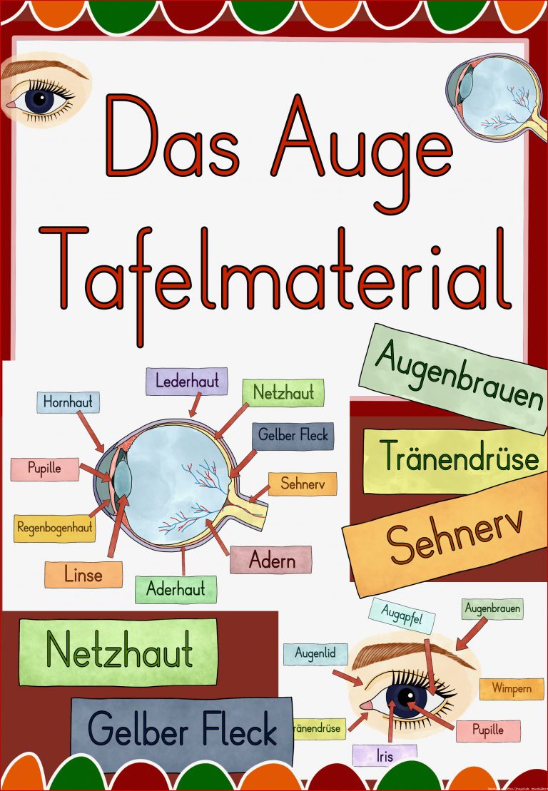 Das Auge Tafelmaterial Auge Von Außen & Innen