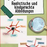 Das Auge Tafelmaterial Auge Von Außen & Innen