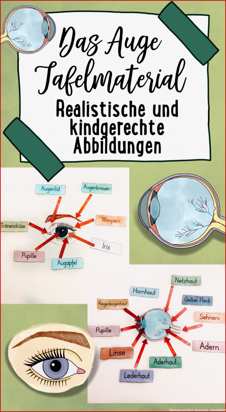 Das Auge Tafelmaterial Auge Von Außen & Innen