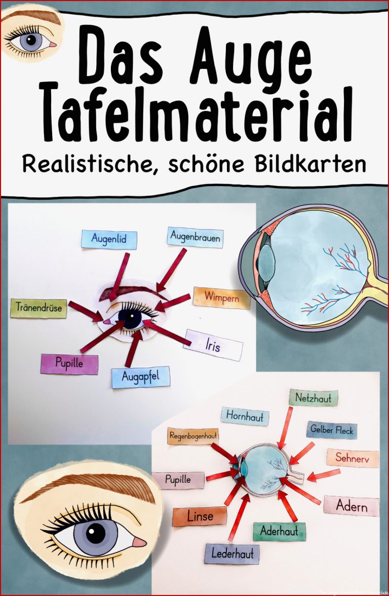 Das Auge Tafelmaterial Auge von außen & innen