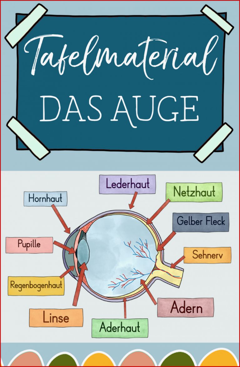 Das Auge Tafelmaterial Auge Von Außen & Innen