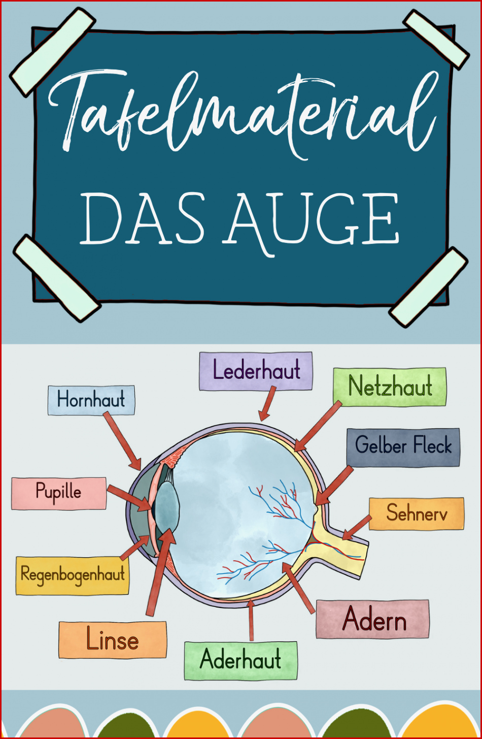 Das Auge Tafelmaterial Auge Von Außen & Innen