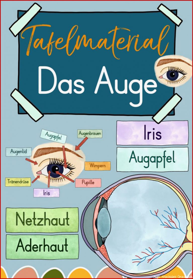 Das Auge Tafelmaterial Auge von außen & innen