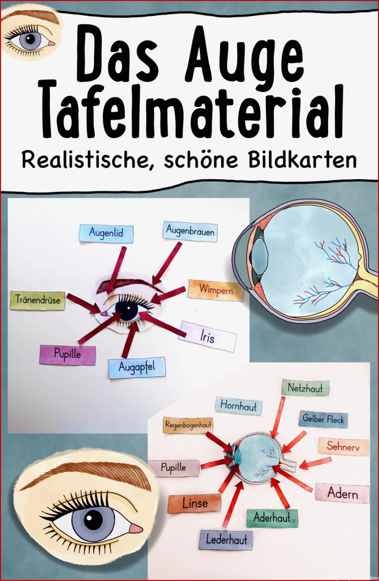 Das Auge Tafelmaterial Auge Von Außen & Innen