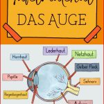 Das Auge – Tafelmaterial Grundschule – Auge Von Außen