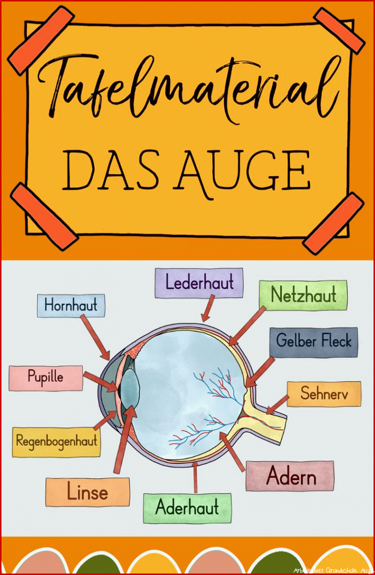 Das Auge – Tafelmaterial Grundschule – Auge von außen