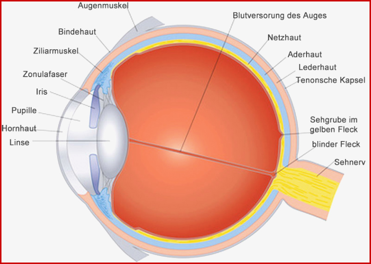 Das Auge