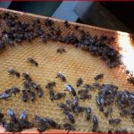 Das Bienenjahr 2017 Teil 5