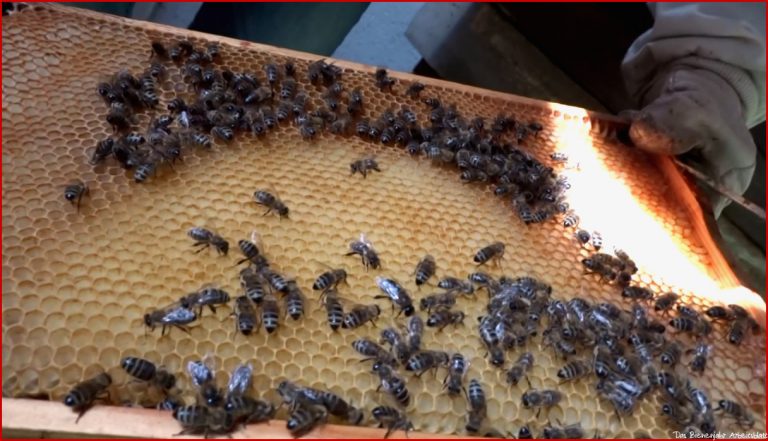 Das Bienenjahr 2017 Teil 5