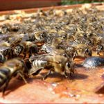 Das Bienenjahr Imkerei Bieringer