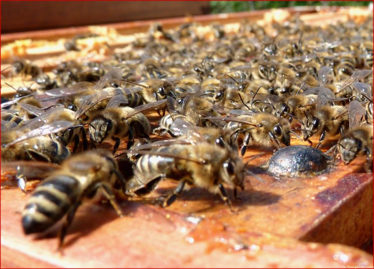 Das Bienenjahr Imkerei Bieringer
