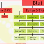 Das Blut ist Ein Gewebe Dessen Zellen In Einer