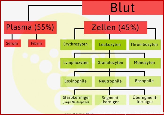 Das Blut ist ein Gewebe dessen Zellen in einer