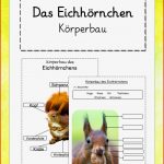 Das Eichhörnchen Körperbau Differenzierte Abbs Und