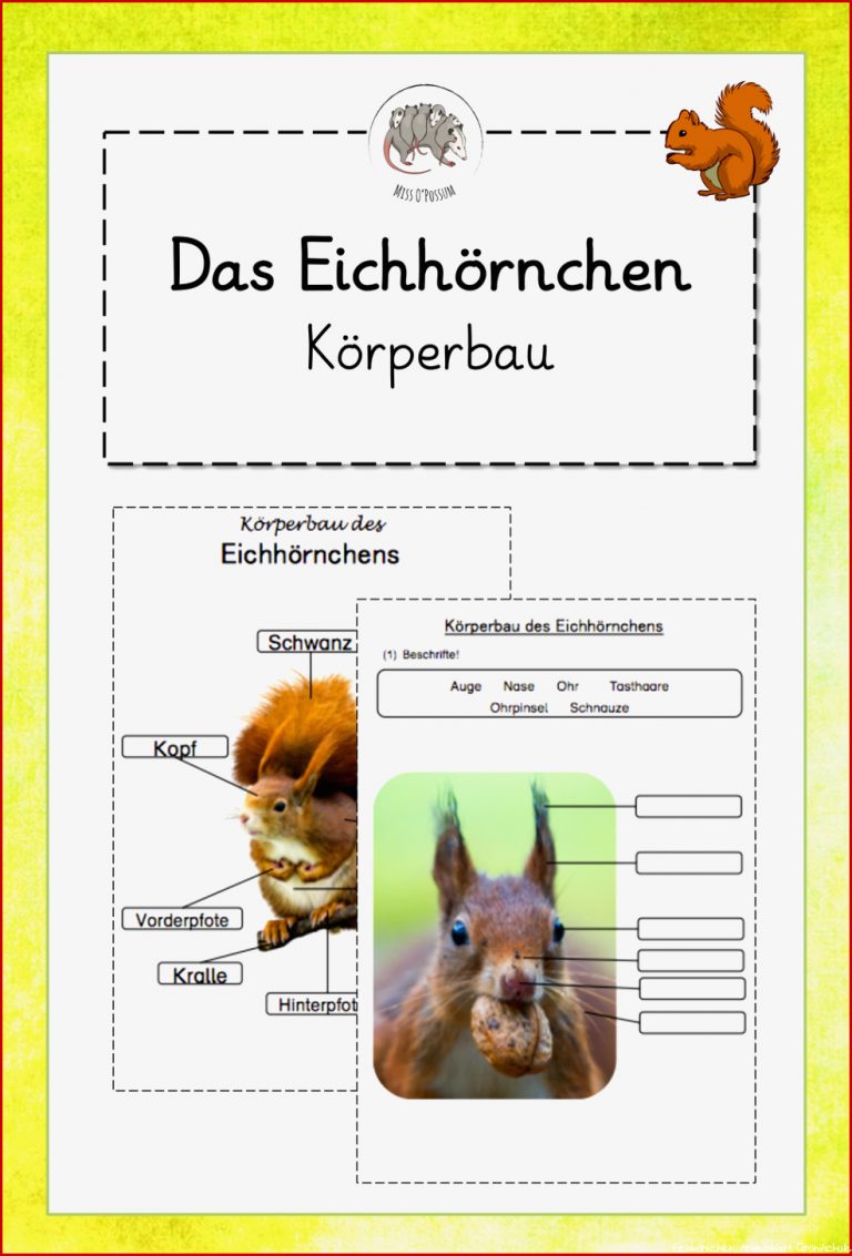 Das Eichhörnchen Körperbau differenzierte ABBs und