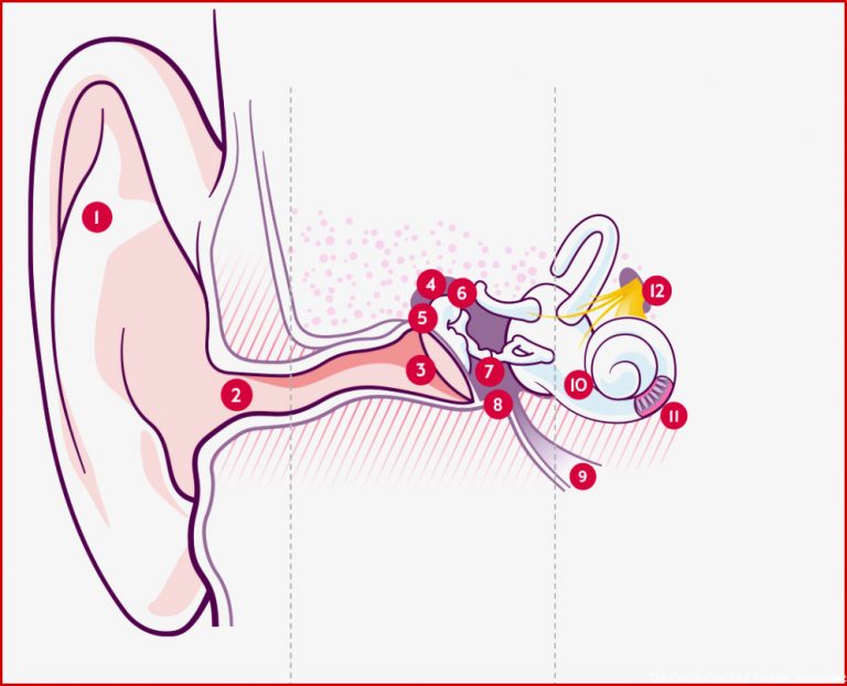 Das Gehör Anatomie Und Funktion