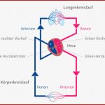 Das Herz Anatomie & Physiologie Meda