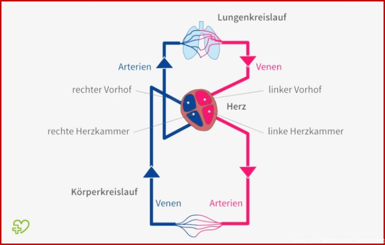 Das Herz Anatomie & Physiologie meda