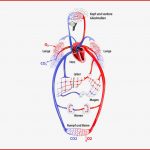 Das Herz Kreislaufsystem Lungenkreislauf Körperkreislauf